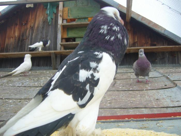 Picture 028 - gusati cehi