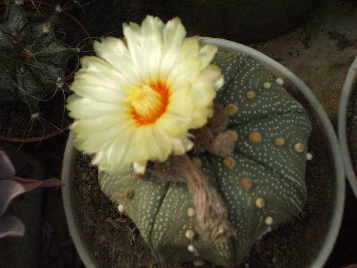 Atrophytum asterias - colectia mea de cactusi