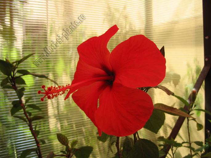 Hibiscus rosu simplu 2 - Hibiscus