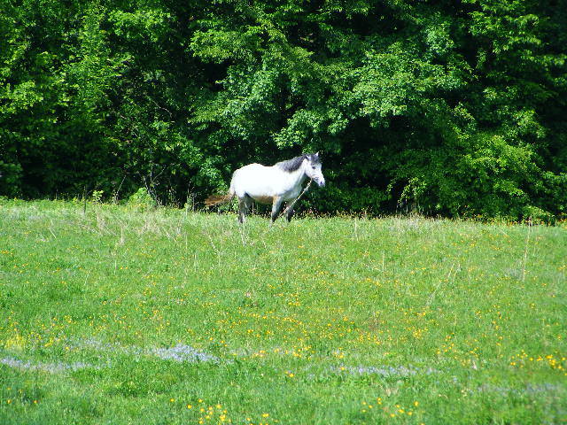 DSCF0617 - Cetatea Chioarului 13 mai 2009