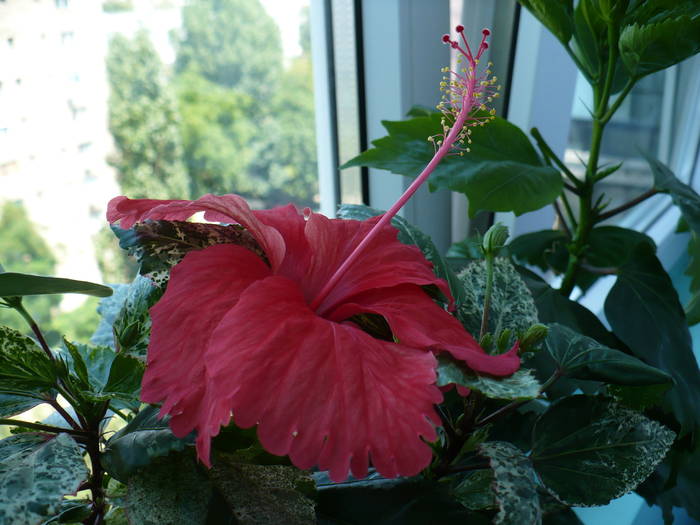 P1140849 - HIBISCUSI