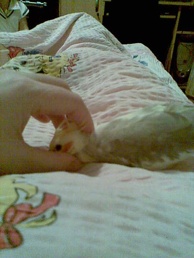 Image004