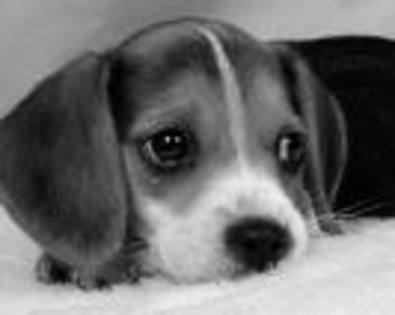 beagle - Beagle puppy