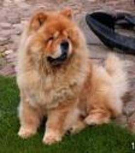 chow-chow04