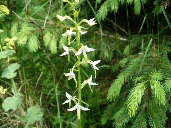 Platathera bifolia - Predeal iunie 2008