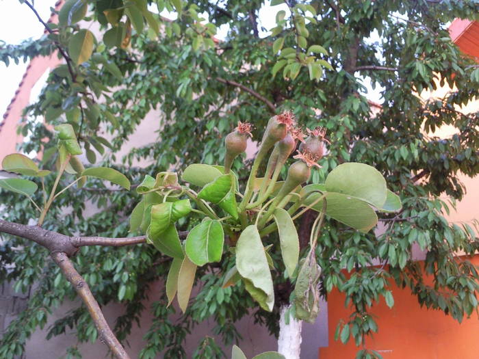 manunchi de pere, aprilie 09 - Pomi fructiferi fructe si arbusti