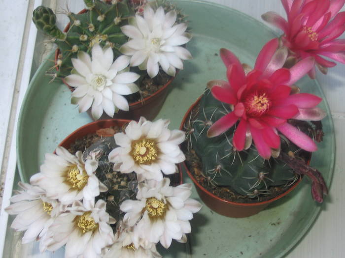 Gymno grup -  Iunie 2009 - Cactusi