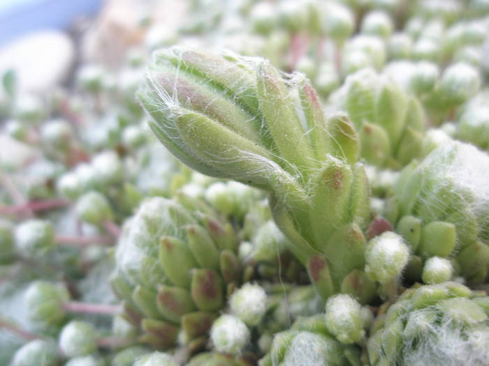Inceput de flori la Sempervivum arachnoideum - plante de exterior - iarna 2008 - 2009