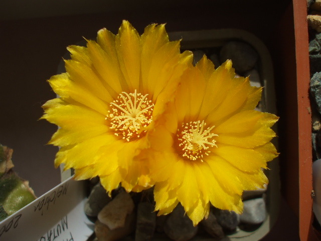 DSCF0480 - cactusii mei