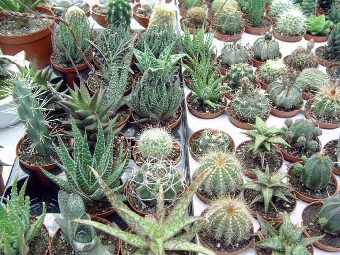 DSC00034 - Expozitie flori Timisoara  luna Mai 2008