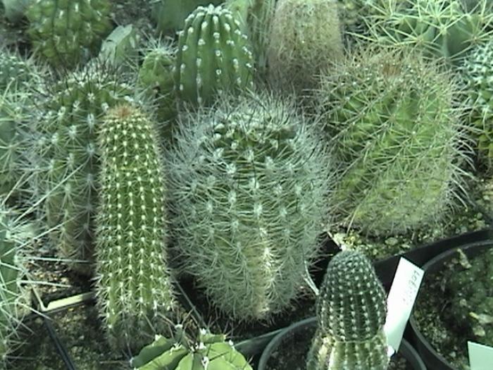 Rajko (19) - Cactusi