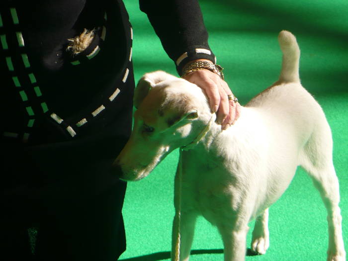 P1050489 - crufts 2009 smooth fox  and wire