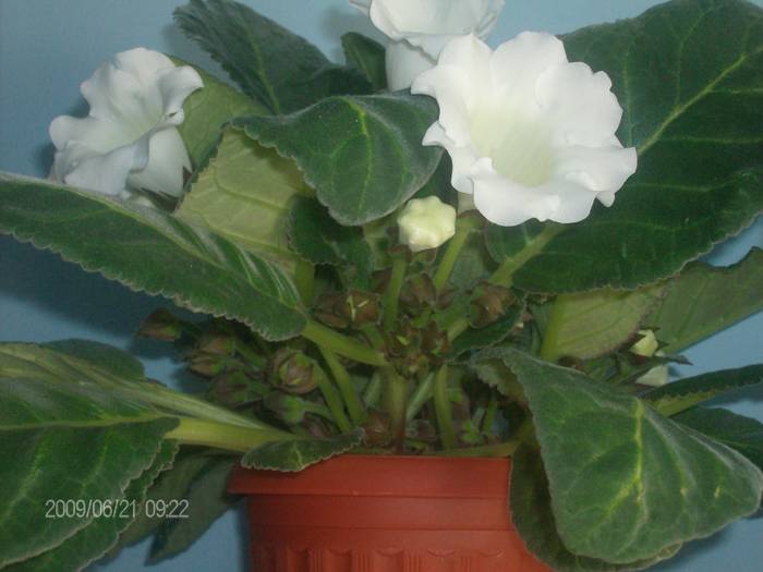 Gloxinia alba cu peste 50 boboci - Gloxinii