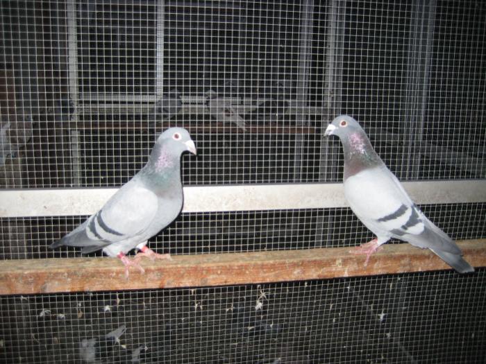 Perechea l.4 JANSSEN