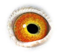 OKACYRBQMXATEIANTLY - OCHII PORUMBEILOR