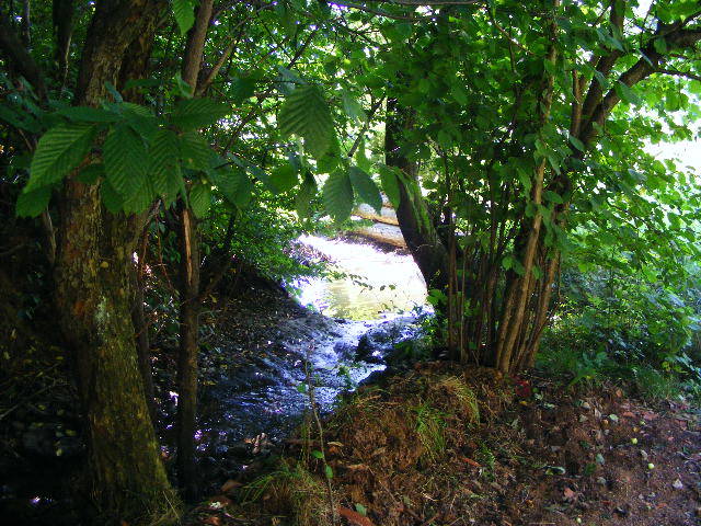 DSCF4750 - Firiza_Maramures