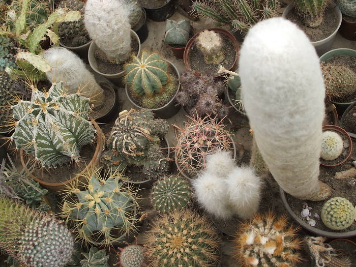 grup9 - colectia mea de cactusi