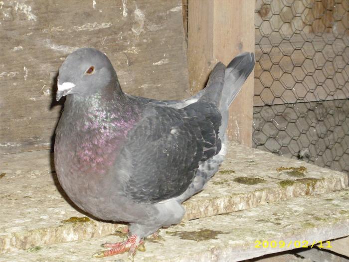 femela 2008 - nastase