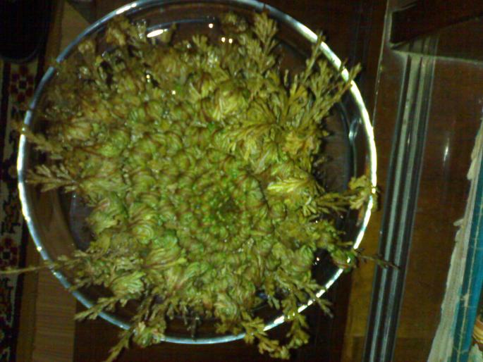 Rose of Jericho; dupa 1 ora
