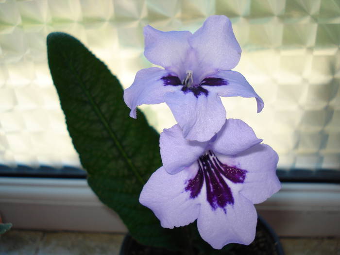 Heidi - STREPTOCARPUS 2009-2010