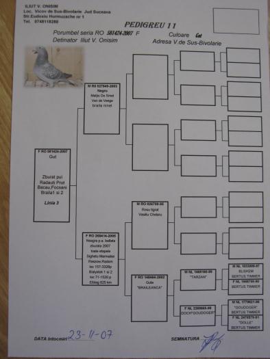 RO 581424-2007 F - 8-pedigree