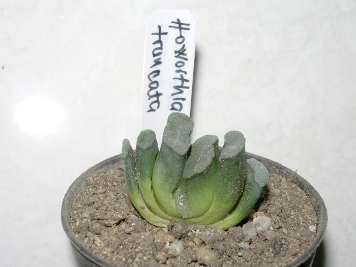 Haworthia truncata