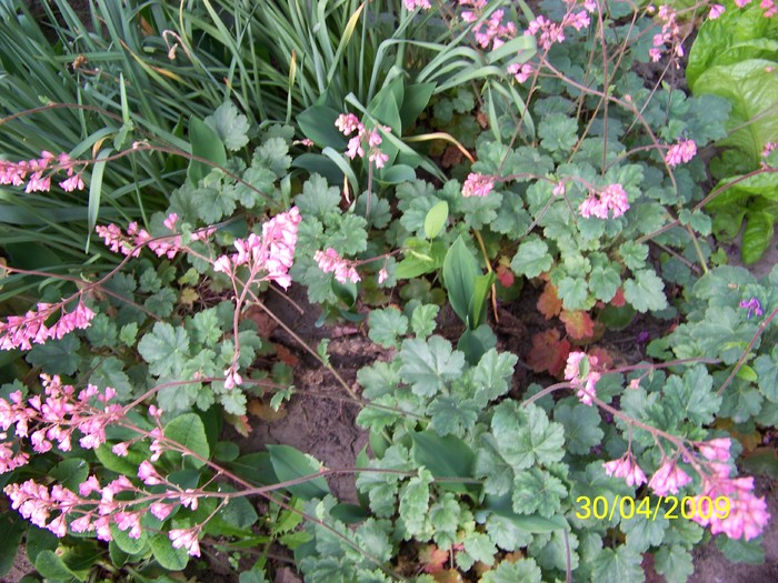 100_1271 - Primavara in curte  Timisoara