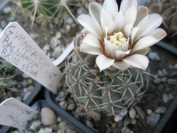 Gymnocalycium zis baldianum - 14.07 - flori in ziua de 14-07-2009