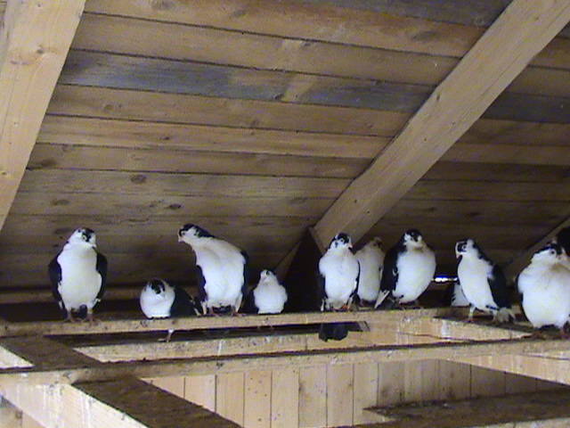 DSC01619