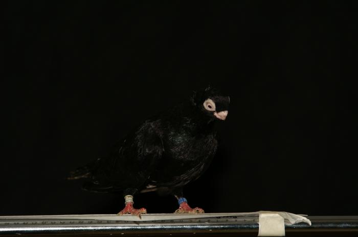 Picture 051 - jucatori de constanta