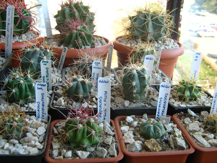 IMG_4464 - Cactusi 1 martie 2009