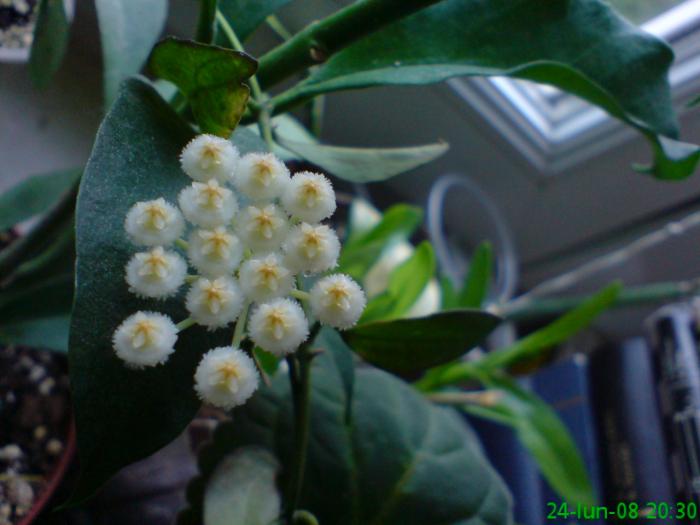 Hoya lacunosa - Hoya