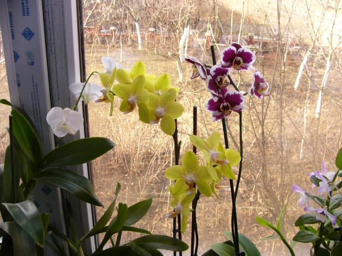 P1130063 - orchidee