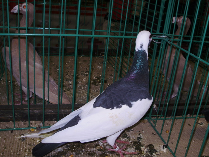 6730b bn 0 - 1507 partea 1b