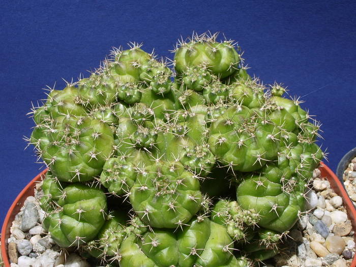 Gymnocalycium anisitsii ssp. Multiproliferum - Gymnocalycium