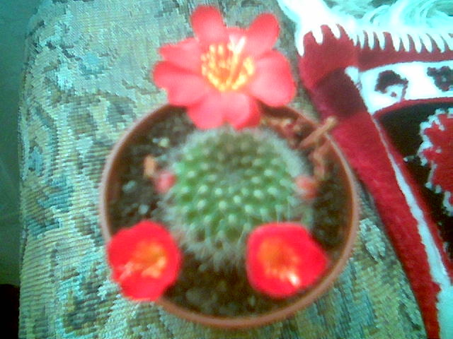 Rebutia pseudodeminuta