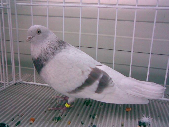 bujor 2 - 1503 partea 1