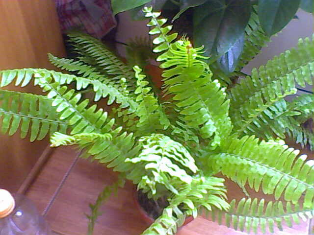 feriga - ultimile achizitii 2009