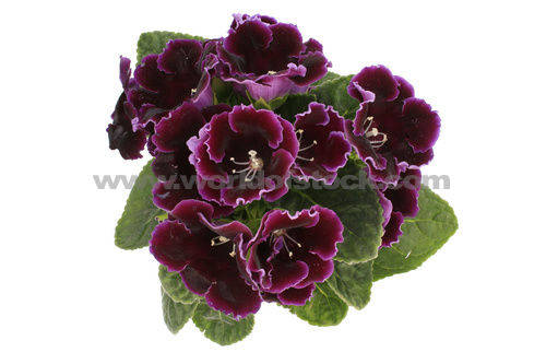 GLOXINIA