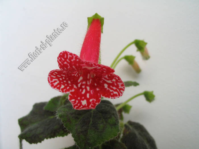 Kohleria Birgitta 3