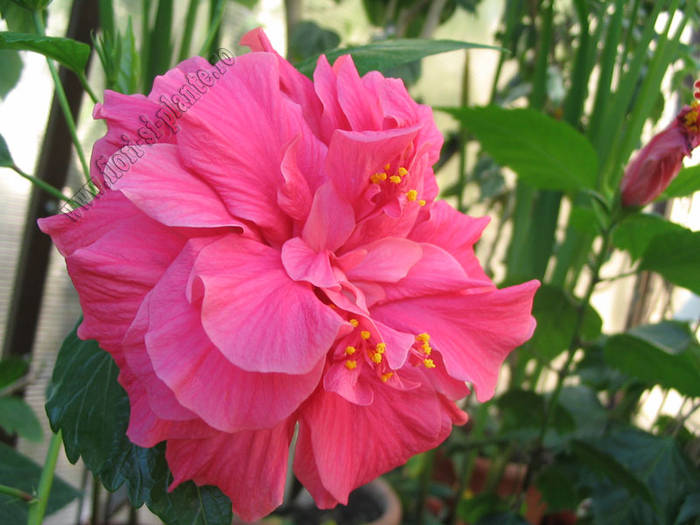 Hibiscus Double Classic Rosa 1