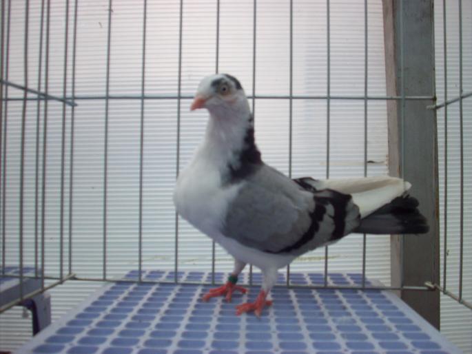 tardiv-2008- nr.8 - Pui 2008