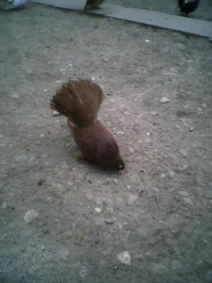 Imagine 0397 - roller