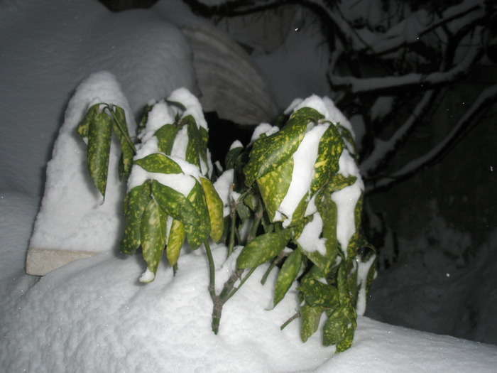 frunzele de la Aucuba mica - 18.12