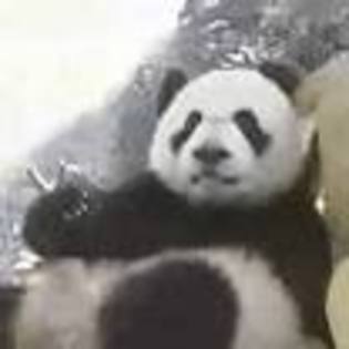 Ursii panda (5)