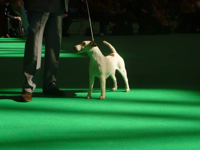 P1050510 - crufts 2009 smooth fox  and wire