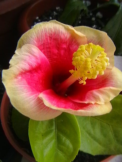 IMGA0884 - hibiscus 2009