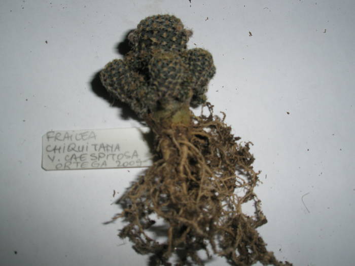 Frailea chiquitana v. caespitosa - RADACINI de cactus