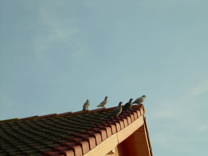 15.03.2009 027; la soare
