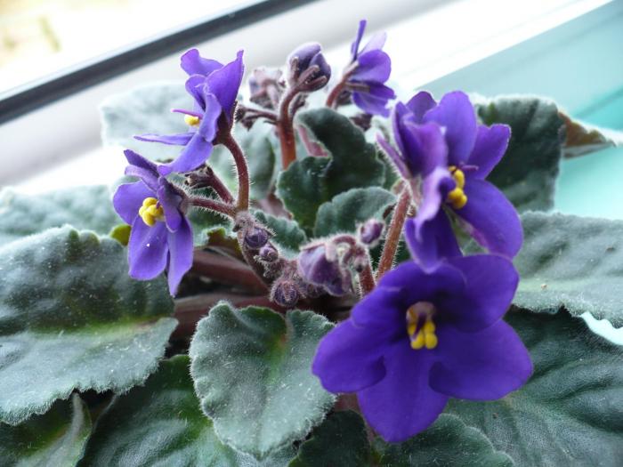 P1060132 - Violete africane